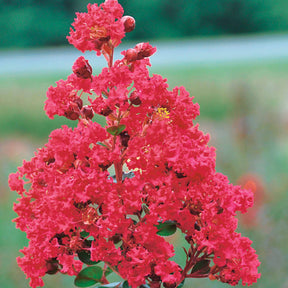 Lagerstroemia indica braise d'été® ‘indybra’ - Lilas des Indes Braise d'été ® Indybra - Lilas des Indes