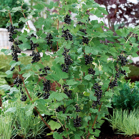 2 Cassissiers Neva ® Chereshnevas - Ribes nigrum neva ® chereshnevas - Willemse