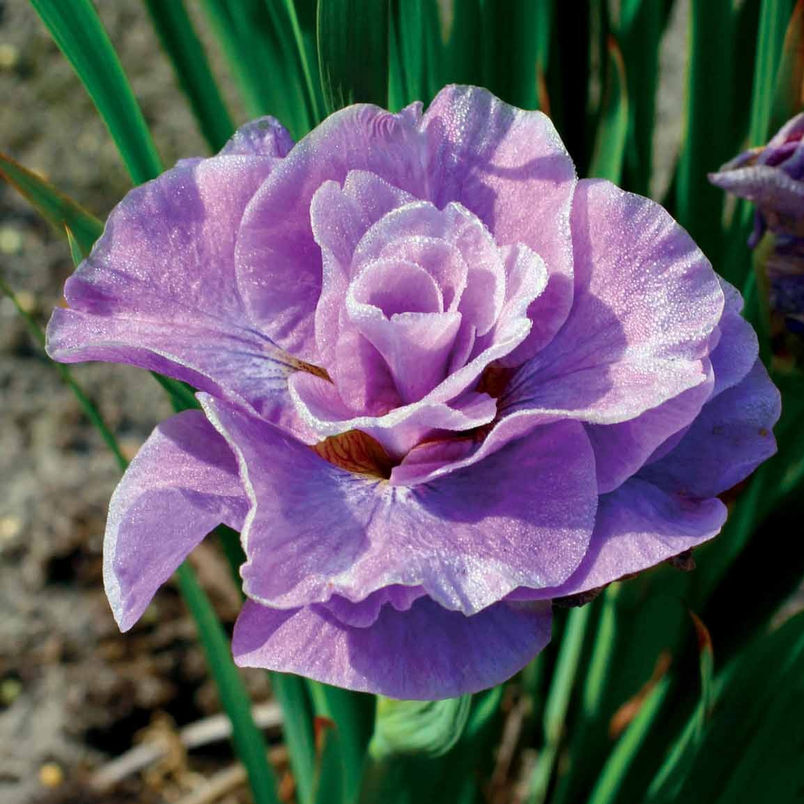 2 Iris de Sibérie Pink Parfait - Iris sibirica pink parfait - Plantes