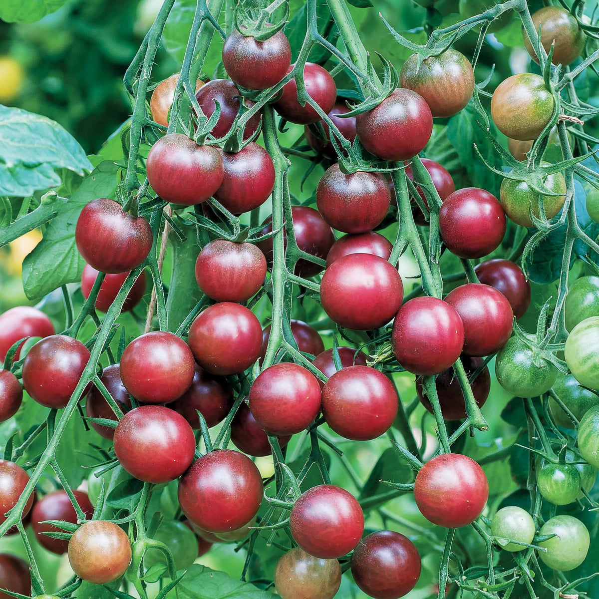 Tomate cerise Chocolate Cherry - Solanum lycopersicum chocolate cherry - Potager