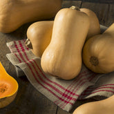 Courge Butternut Hercules F1 - Willemse