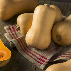 Courge Butternut Hercules F1 - Willemse