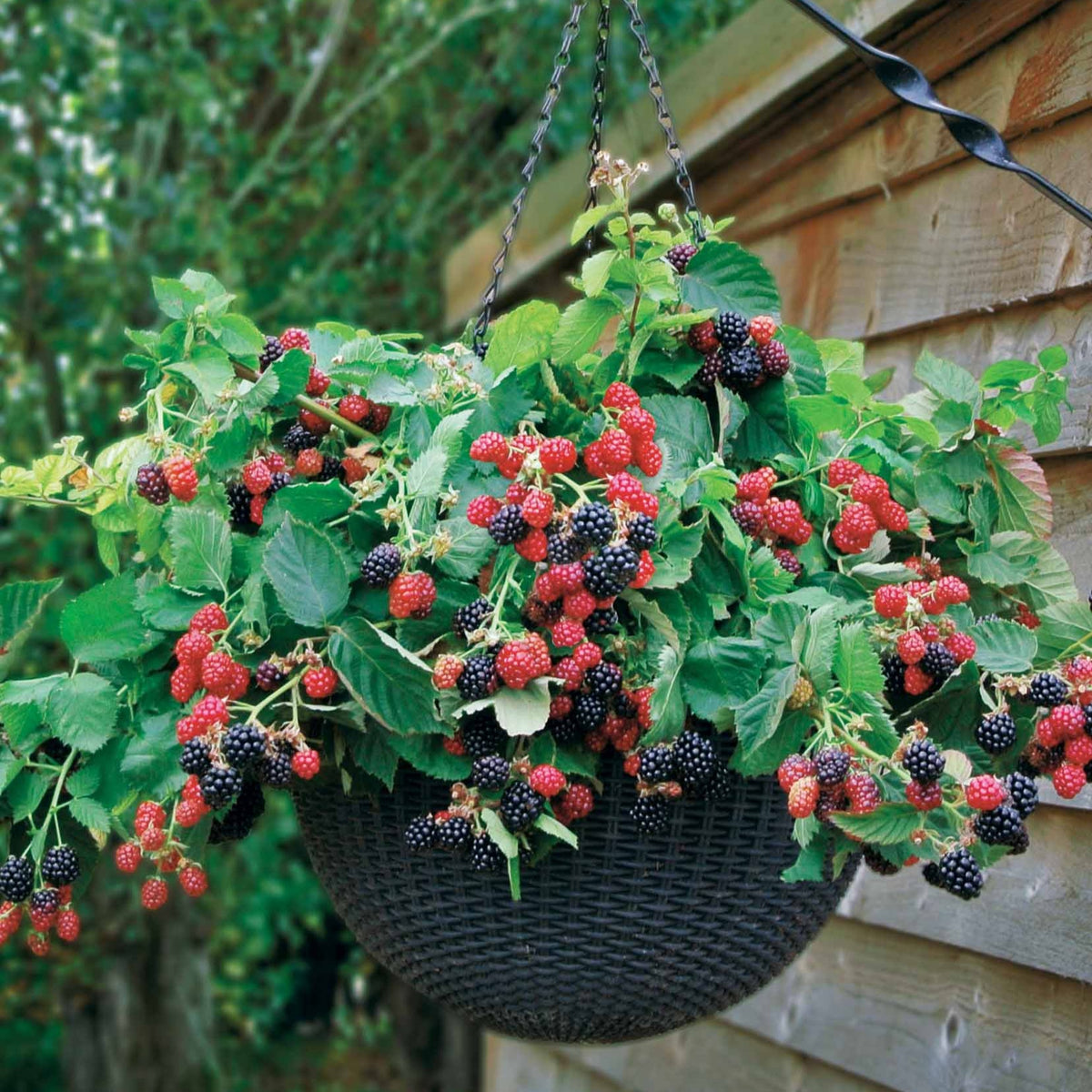 Mûrier Cascade noire - Rubus fruticosus black cascade - Plantes