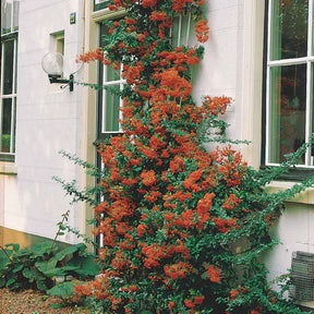 Pyracantha rouge - Pyracantha coccinea - Plantes