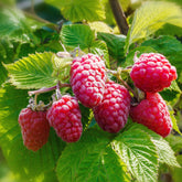 2 Framboisiers remontants Versailles - Rubus idaeus versailles - Plantes