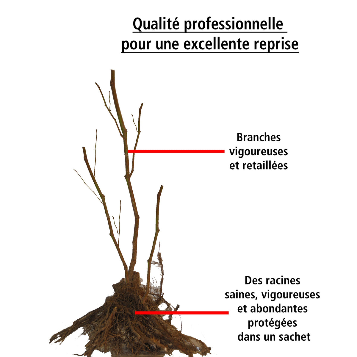 2 Framboisiers remontants Versailles - Rubus idaeus versailles - Framboisier