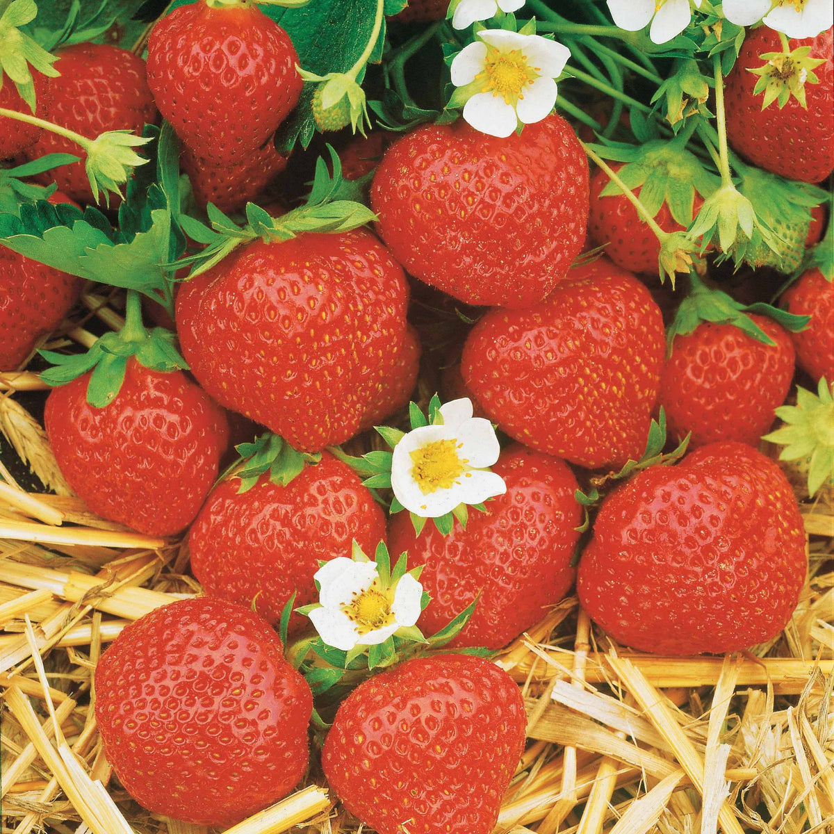 Fraisiers remontants Mara des Bois - Fragaria vesca mara des bois - Willemse