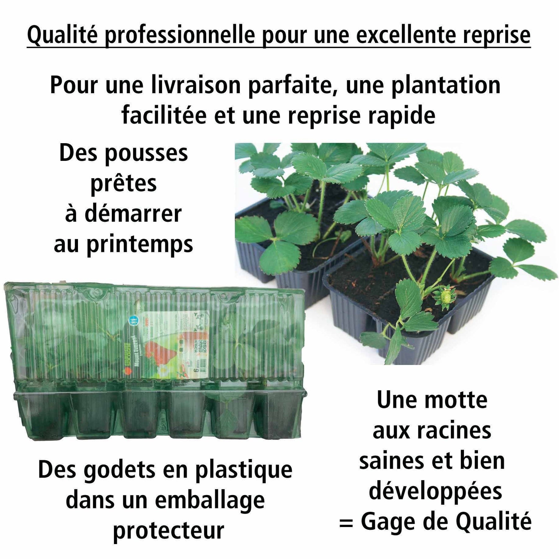 Fragaria x ananassa manille ® cov ma 94 73 1 - Fraisier Manille ® - Fraisiers