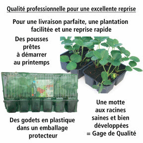 Fragaria x ananassa manille ® cov ma 94 73 1 - Fraisier Manille ® - Fraisiers