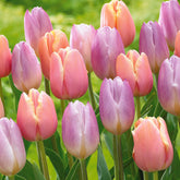 Collection de 20 Tulipes pastel - Willemse