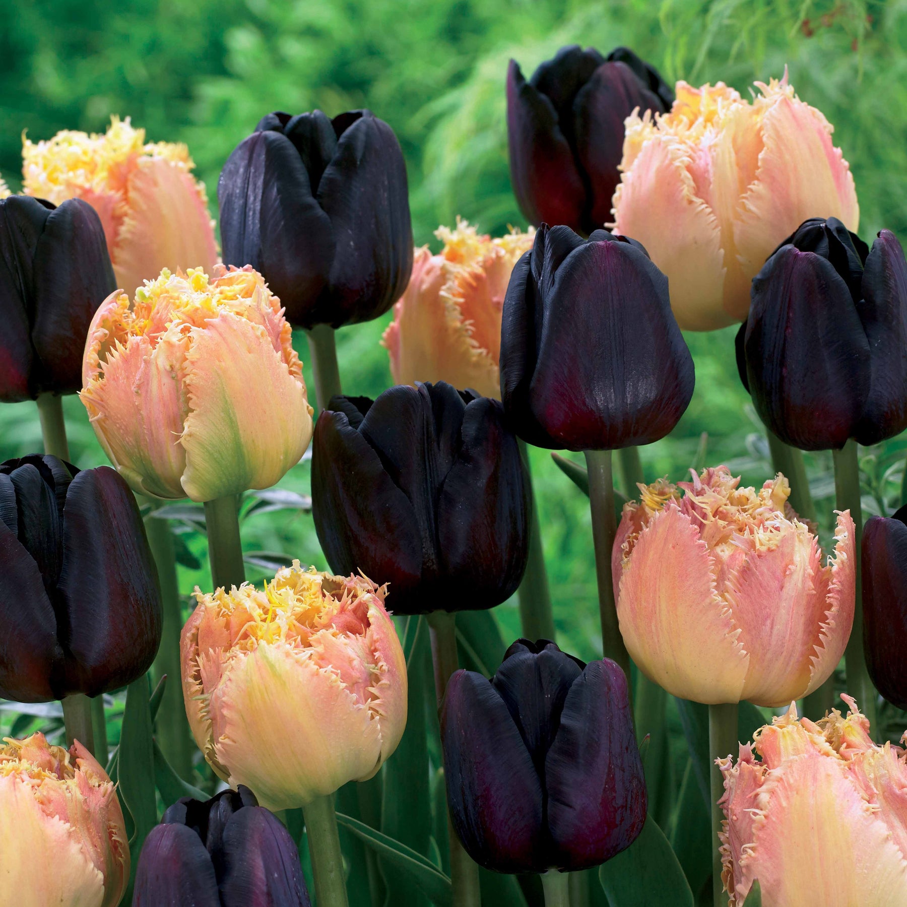10 tulipes Noir & Abricot - Tulipa esprit , paul sherer - Plantes