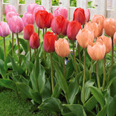 25 Tulipes Van Eijk en mélange - Willemse