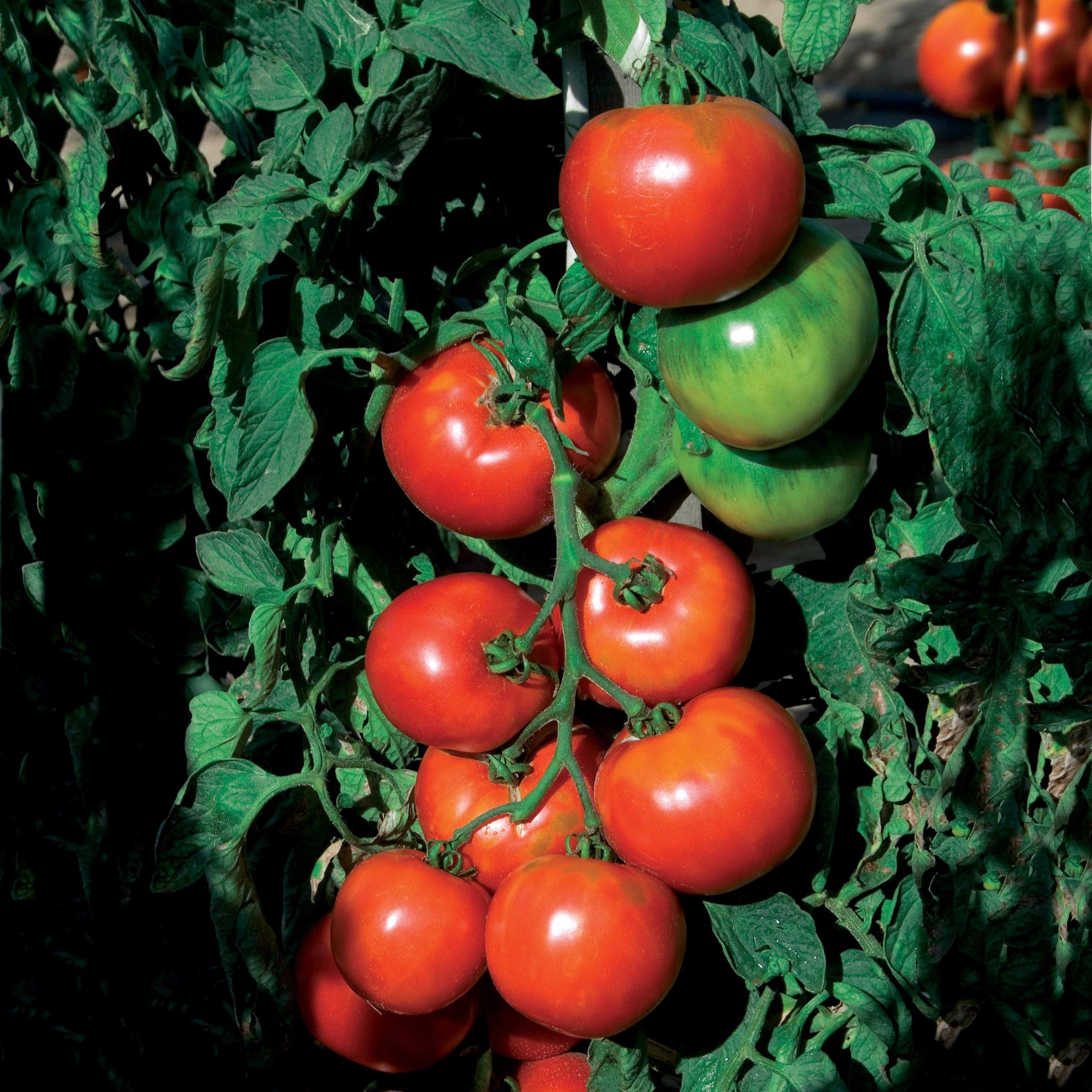 Tomate Pyros HF1 (Obtention Clause) - Solanum lycopersicum pyros hf1 (obtention clause) - Potager