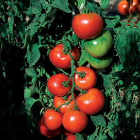Tomates - Tomate Pyros HF1 - Solanum lycopersicum pyros hf1 (obtention clause)