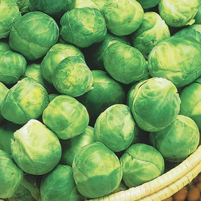 Brassica oleracea gemmifera igor f1 - Chou de Bruxelles Igor F1 - Choux de Bruxelles
