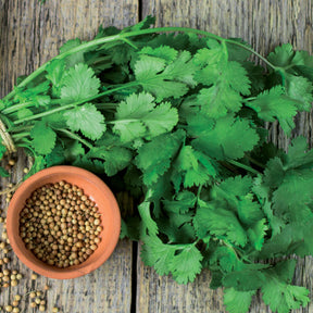 Coriandrum sativum slowbolting - Coriandre Slowbolting - Graines d'aromatiques