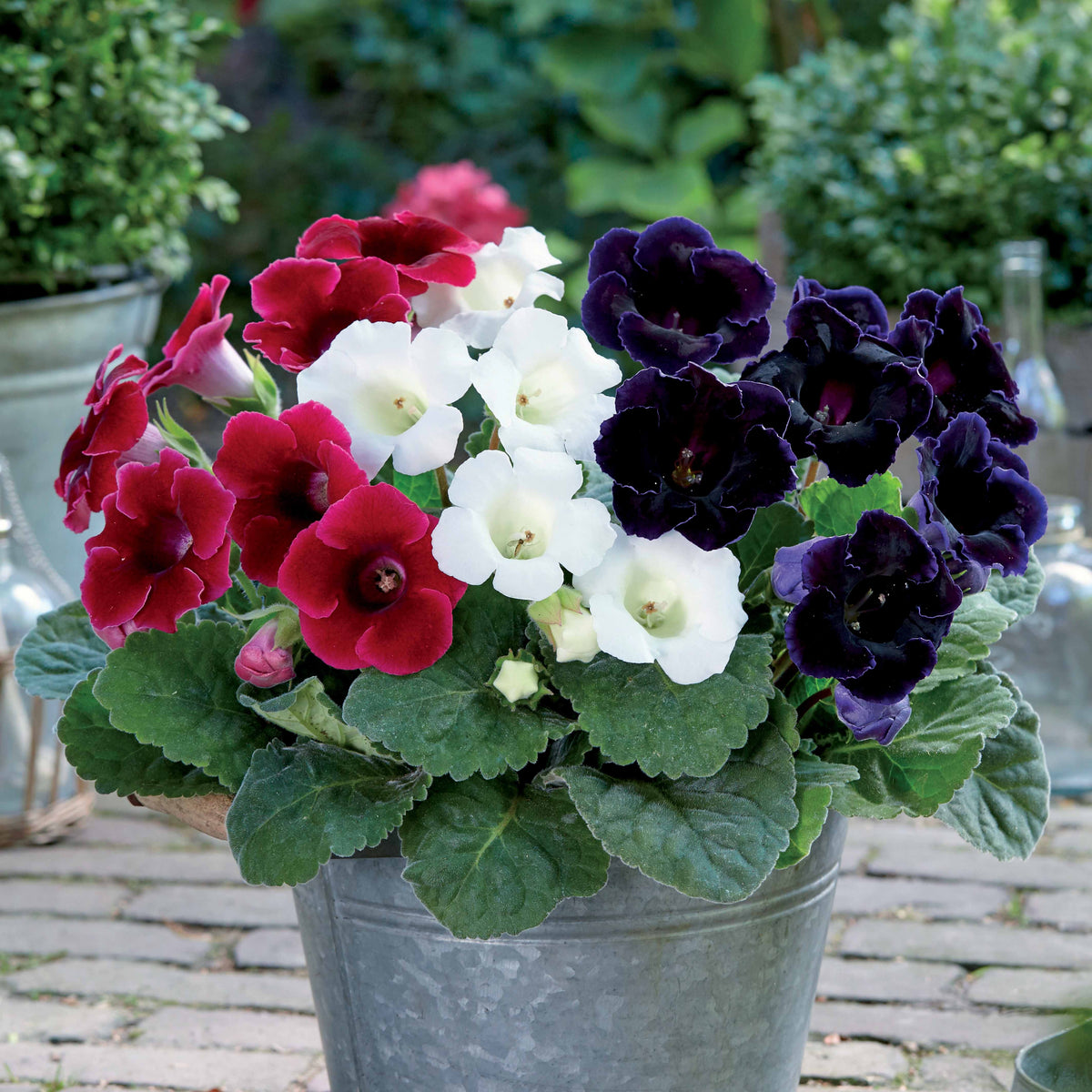 3 Gloxinias rouge, blanc, bleu en mélange - Willemse