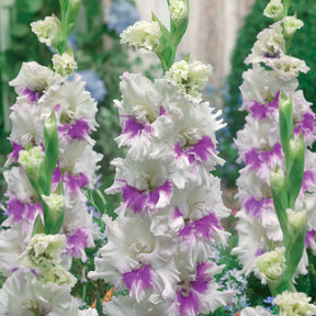 10 Glaïeuls Perroquet Kirov - Gladiolus kirov - Plantes
