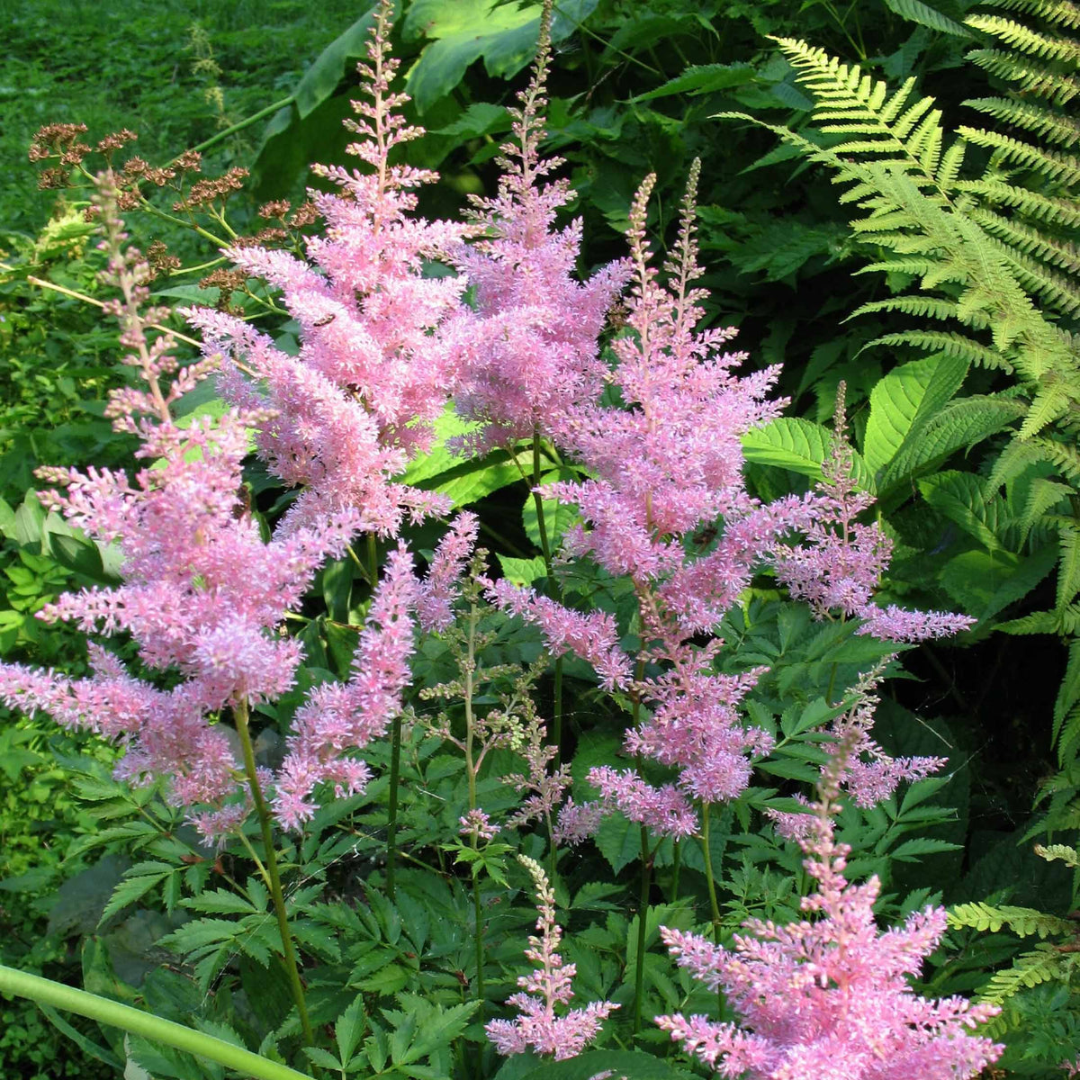 3 Astilbes Nouvelle vague - Willemse