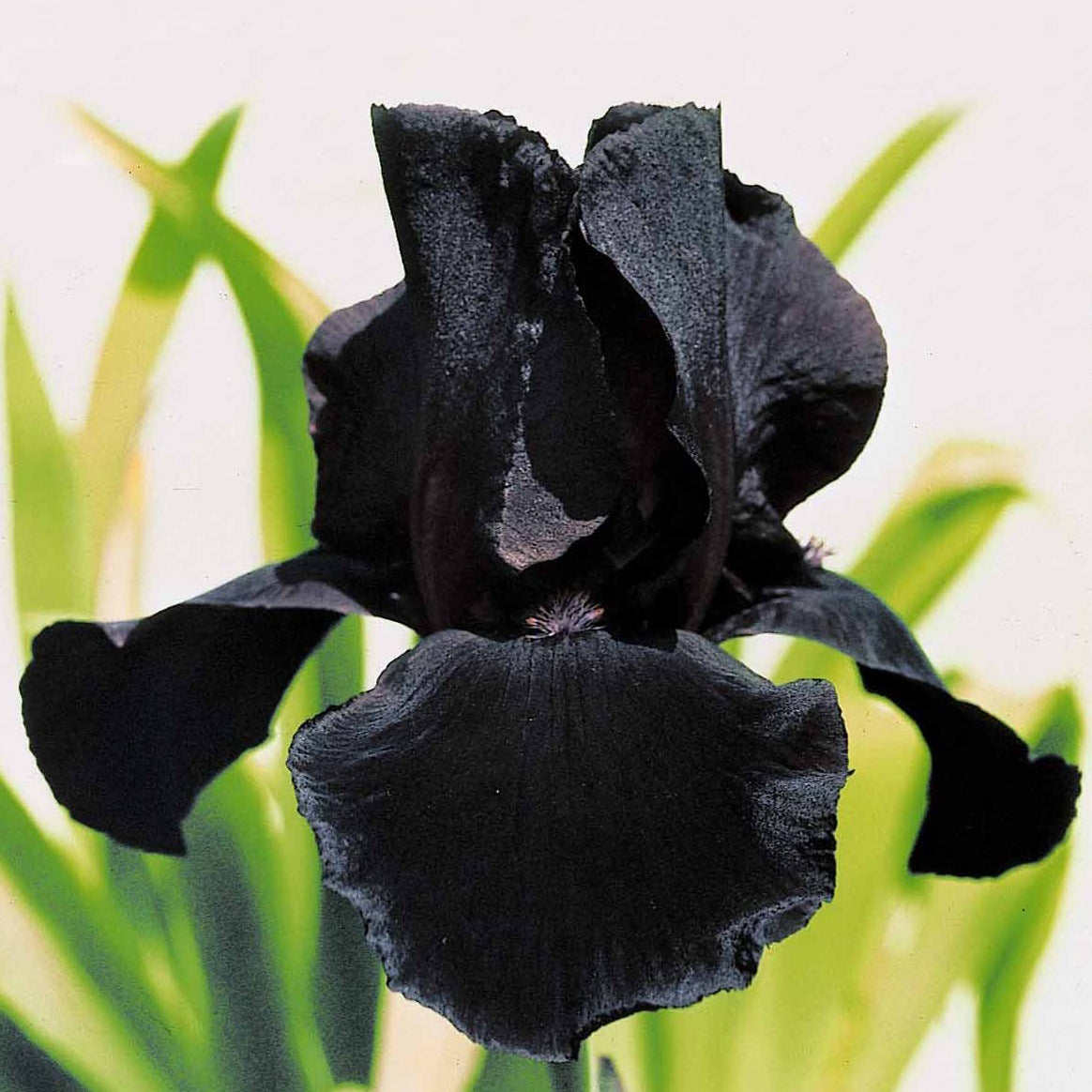 2 Iris de jardin Etude en Noir - Iris germanica study in black - Plantes