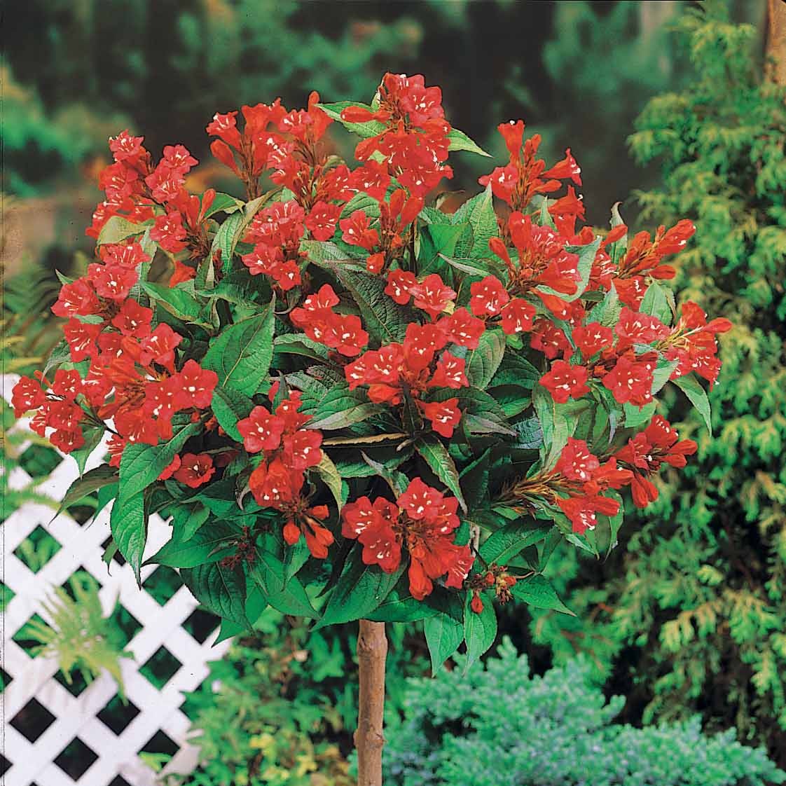 Weigelia rouge sur tige - Weigela bristol ruby - Plantes