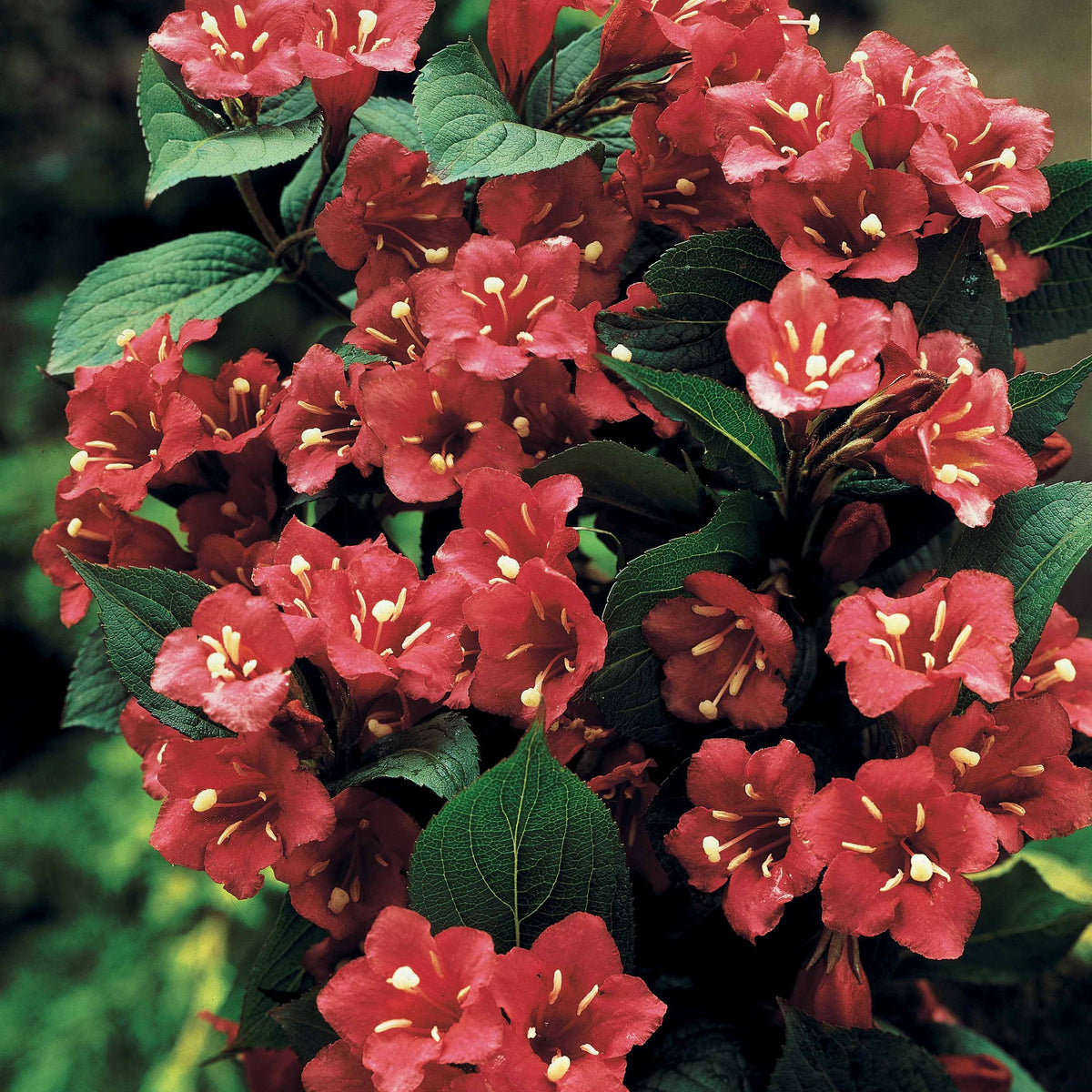 Weigelia rouge sur tige - Weigela bristol ruby - Arbustes