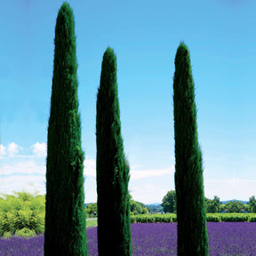 Cupressus sempervirens Totem - Cyprès Totem - Cyprès