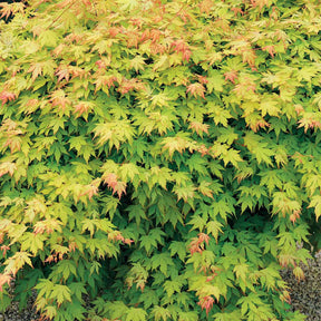 Acer shirasawanum aureum - Erable du Japon doré - Erable du Japon