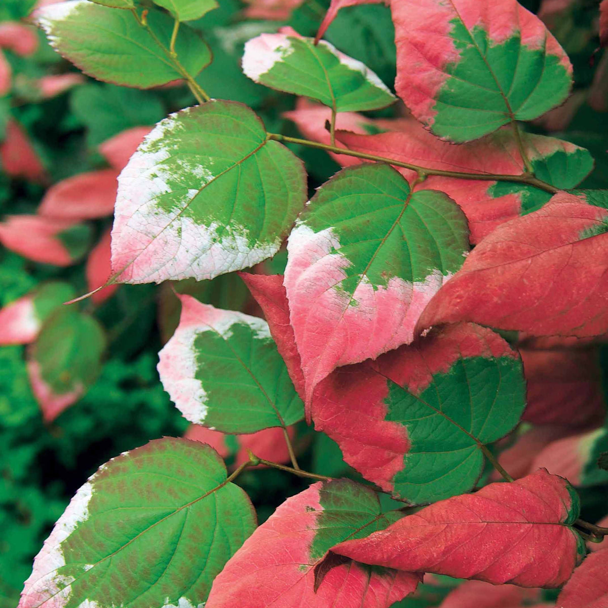 Kiwi d'ornement panaché - Actinidia kolomikta - Fruitiers Arbres et arbustes