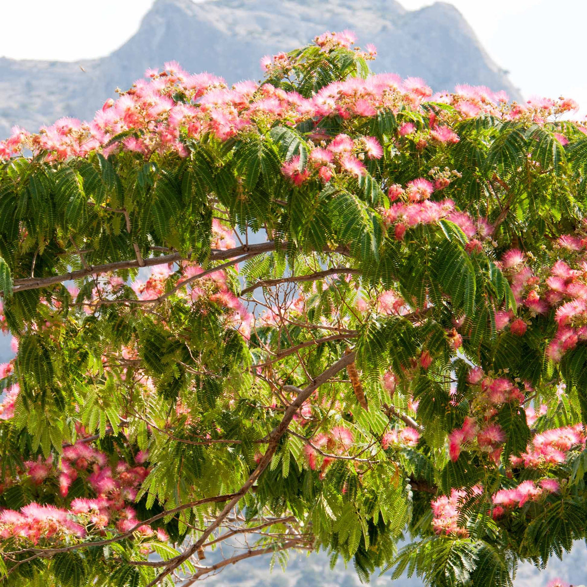 Arbre à soie rose - Albizia julibrissin rosea - Plantes