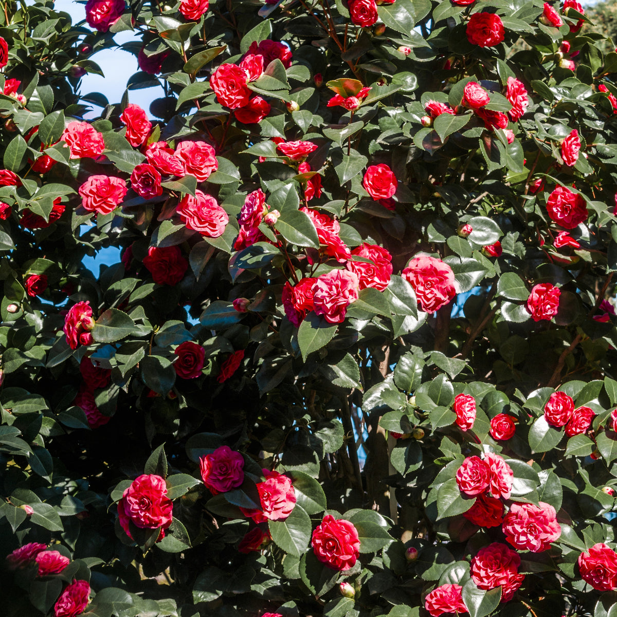 Camélia du Japon à fleurs doubles rouges