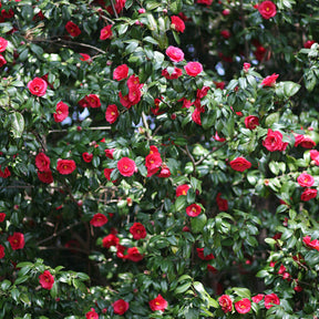 Camélias - Camélia du Japon à fleurs doubles rouge - Camellia japonica Lady Campbell