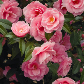 Camélia du Japon à fleurs doubles roses - Camellia japonica rose - Plantes