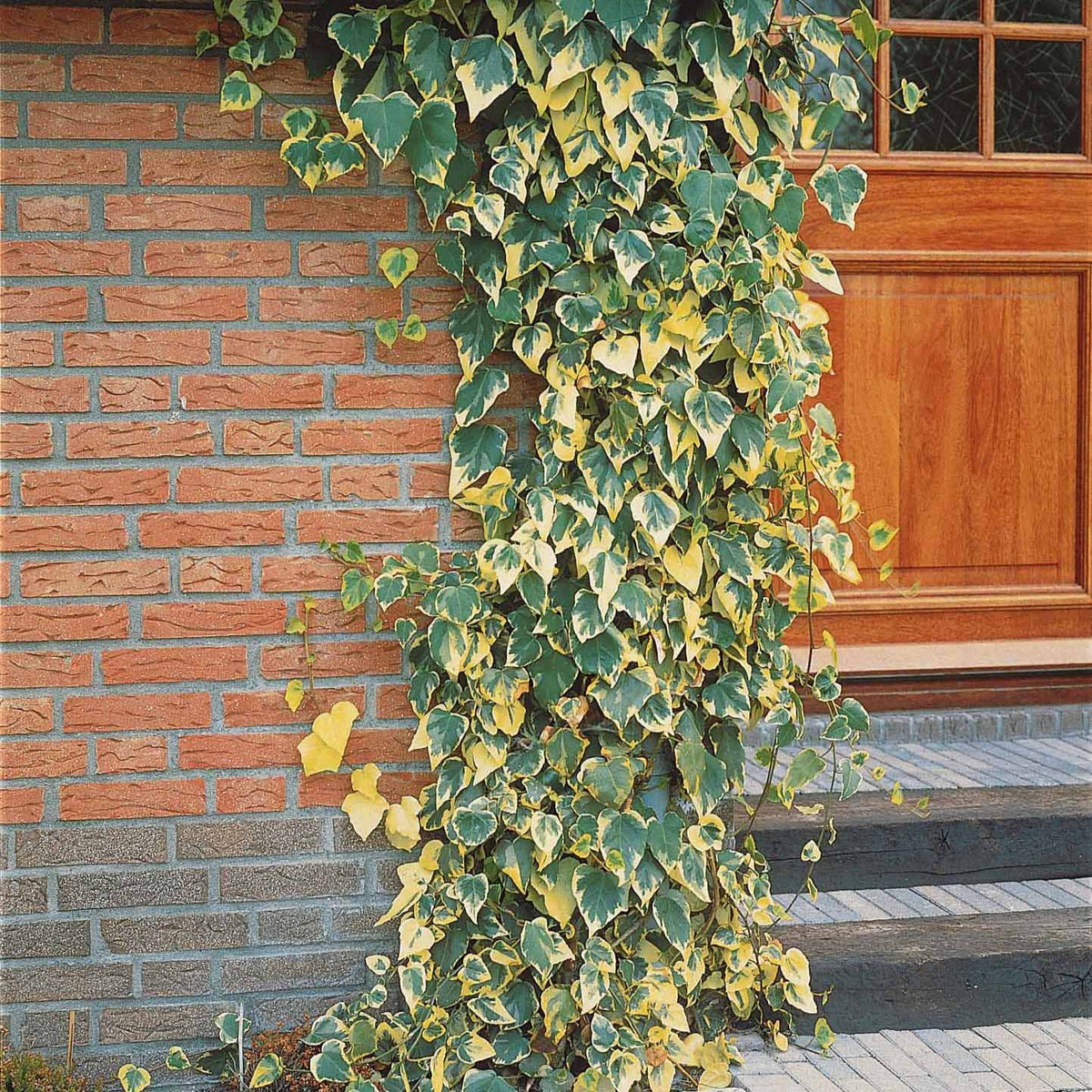 Lierre de Colchide panaché - Hedera colchica dentata variegata - Plantes