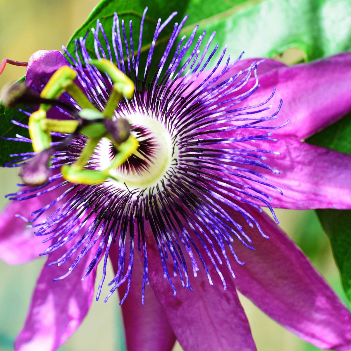 Passiflore Lavender lady - Passiflora x lavender lady - Plantes