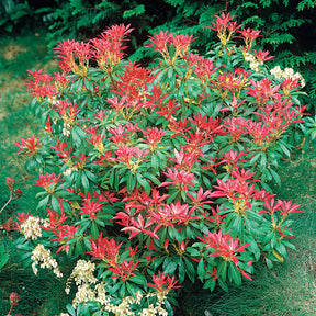 Andromède - Pieris - Pieris Forest flame - Pieris Forest Flame