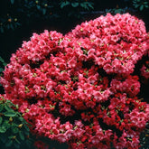 Rhododendron compact Baden Baden - Willemse
