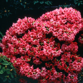 Rhododendron compact Baden Baden - Rhododendron baden baden - Plantes