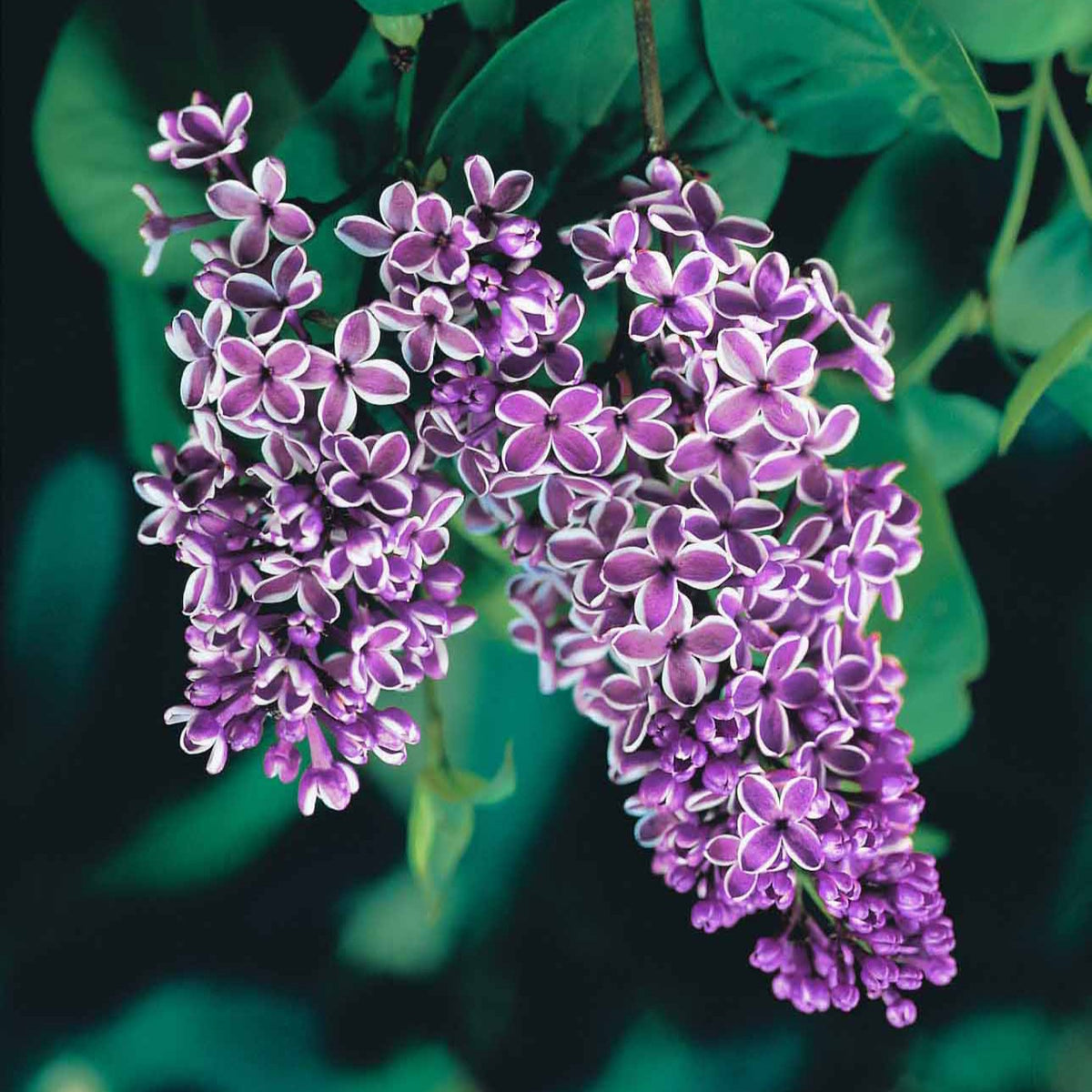 Lilas Sensation - Syringa vulgaris sensation - Plantes