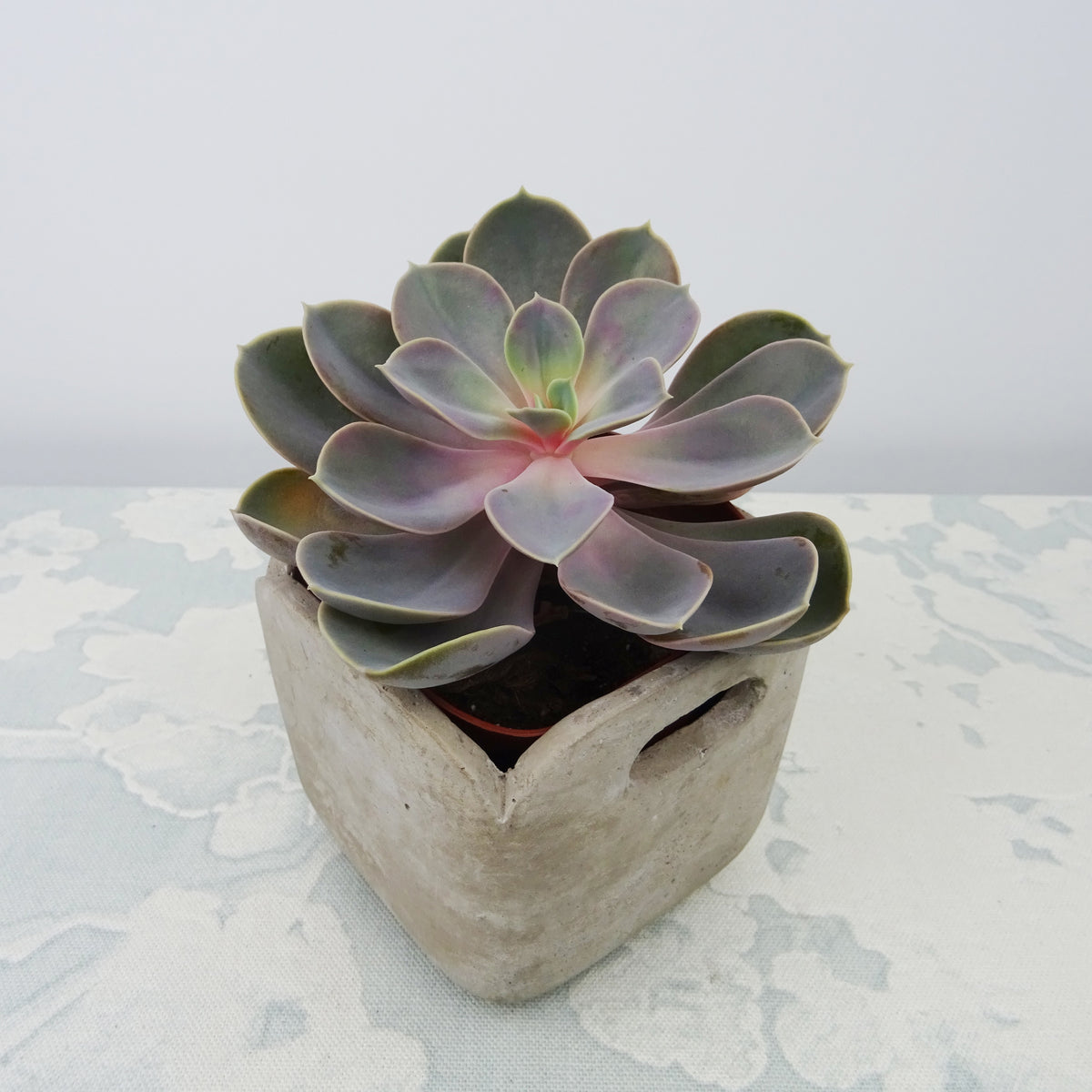 Echeveria pearl von Nuernberg - Echeveria pearl von nuernberg - Plantes