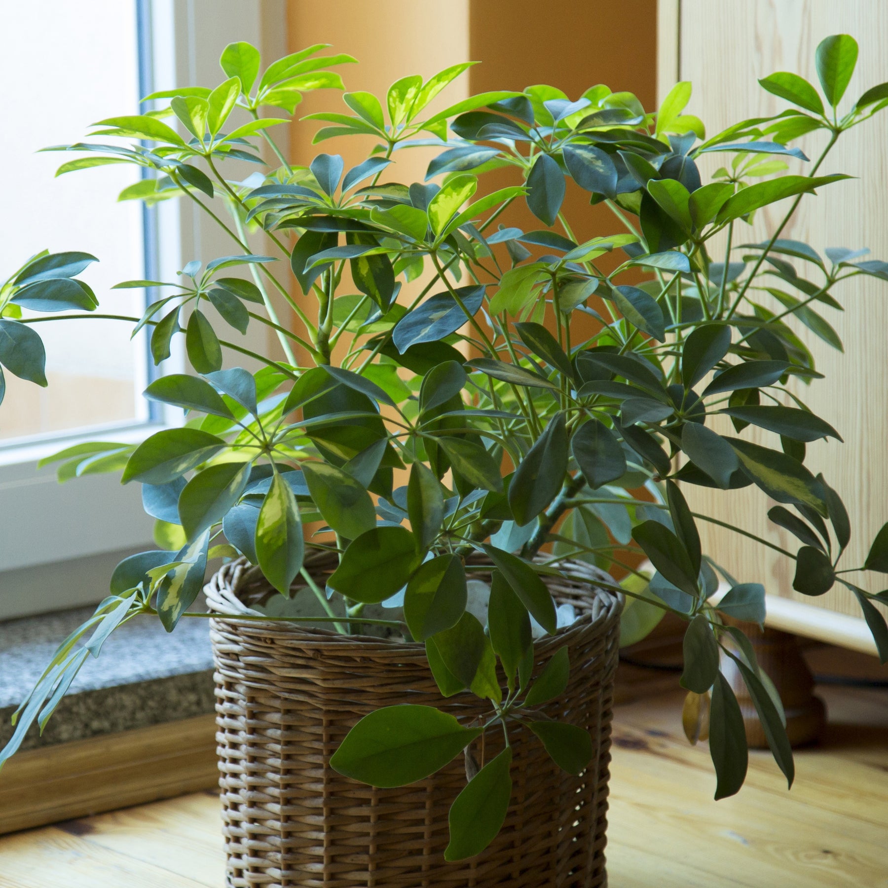 Schefflera - Schefflera arboricola - Plantes