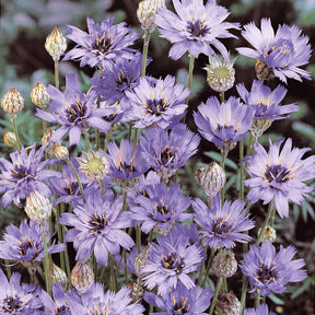 Catananche caerulea - Catananche bleue - Cupidone - Fleurs vivaces