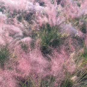 2 Herbes aux épis roses - Muhlenbergia capillaris - Plantes