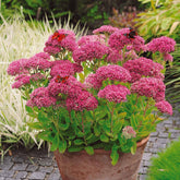 Sedum spectabile - Orpin d'automne - Willemse