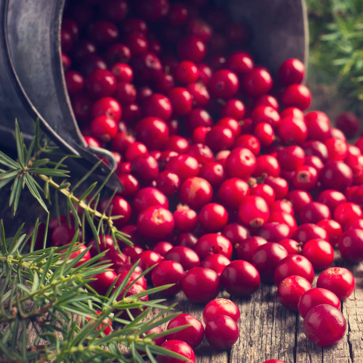 Canneberge - Cranberry - Vaccinium macrocarpon - Fruitiers Arbres et arbustes