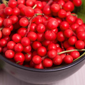 Schisandra chinensis - Fruit de la vitalité - Fruitiers originaux