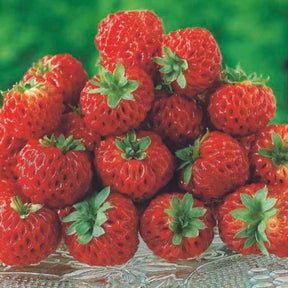 2 Fraisiers Framberry ® - Fragaria framberry® - Willemse