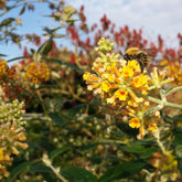 Arbre aux papillons Sungold - Buddleja x weyeriana sungold - Plantes