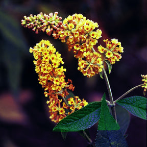 Buddleja x weyeriana Sungold - Arbre à papillons Sungold - Arbres aux papillons