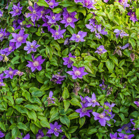 Clématite couvre sol Arabella - Clematis arabella - Willemse
